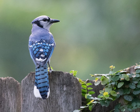 Blue Jay
