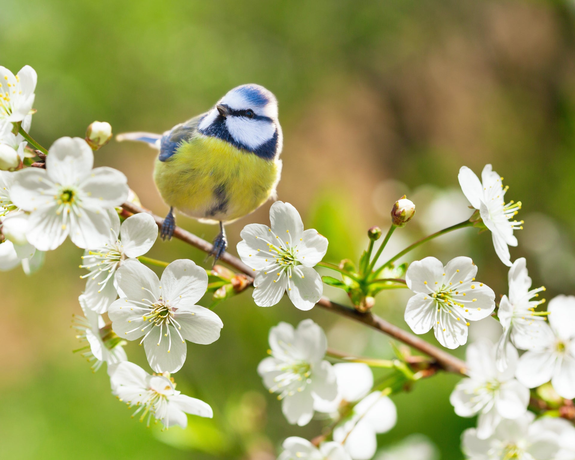 Blue Tit with spring flowers