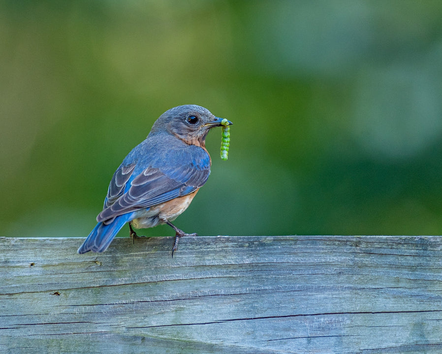Bluebir parent with insect for its nestlings