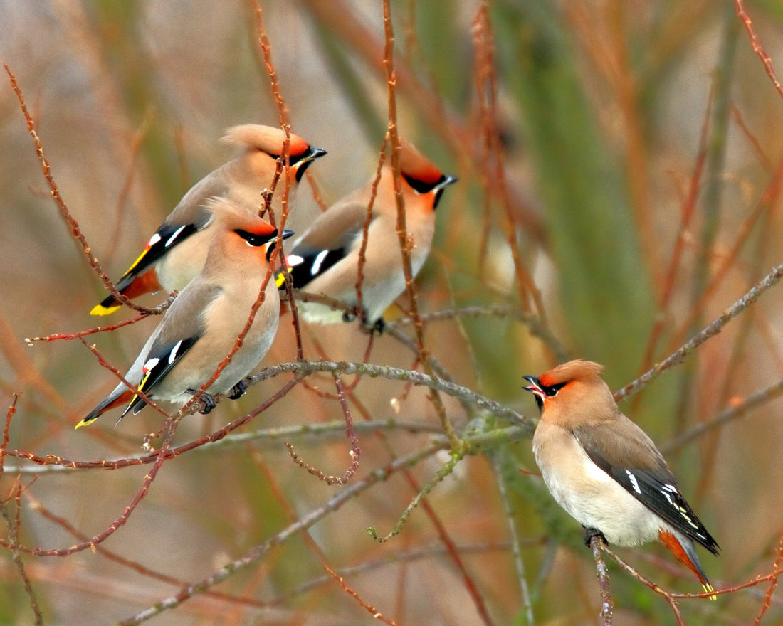 Image of Bohemian Waxwings