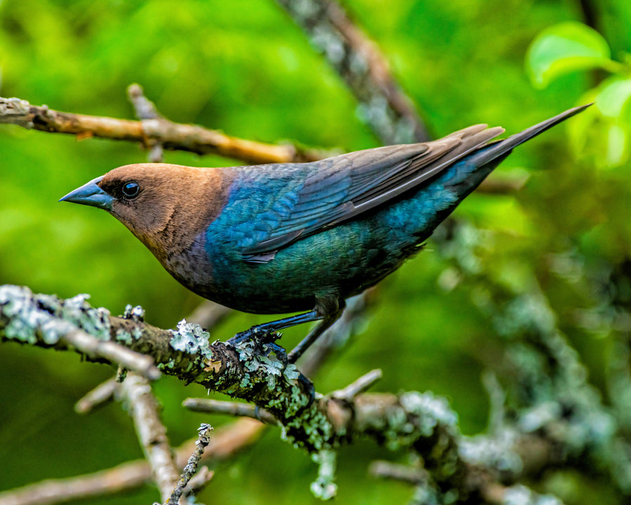 Brown-headed Cowbird