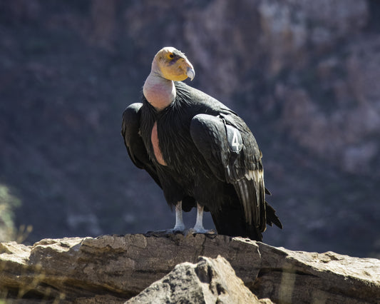 California Condor