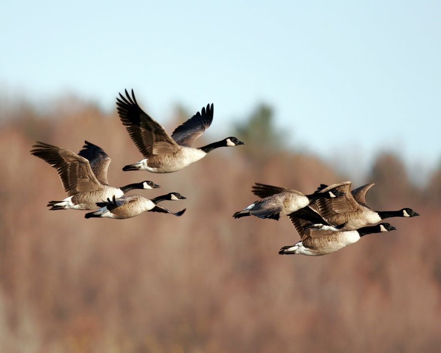 Canada Geeese migrating