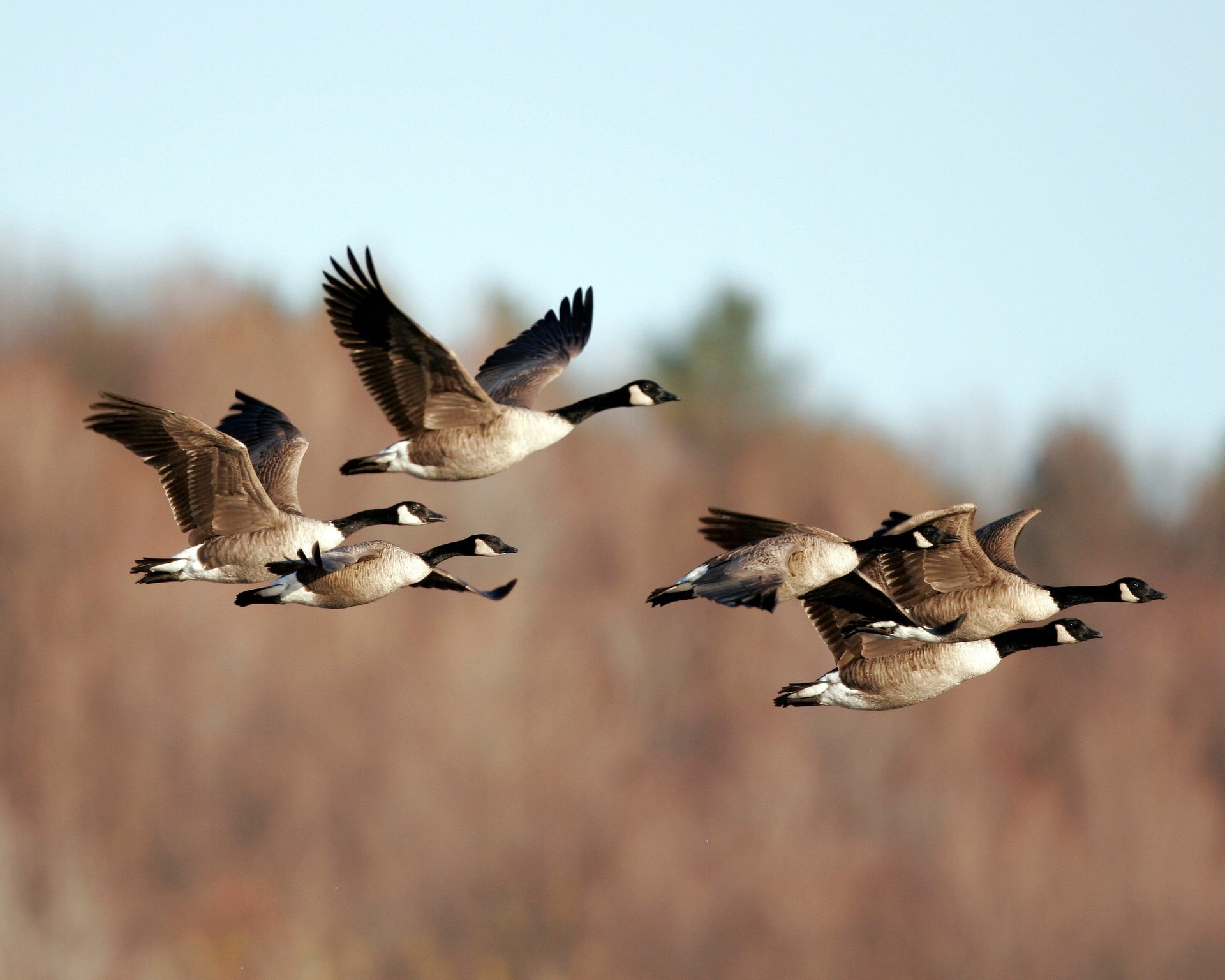 Canada Geese flying
