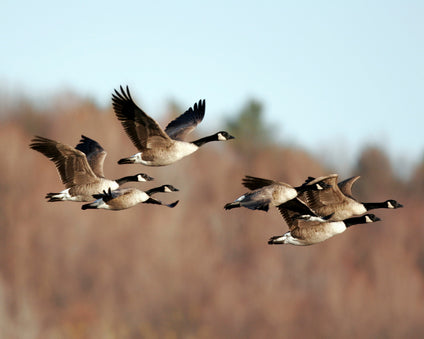 Canada Geese flying