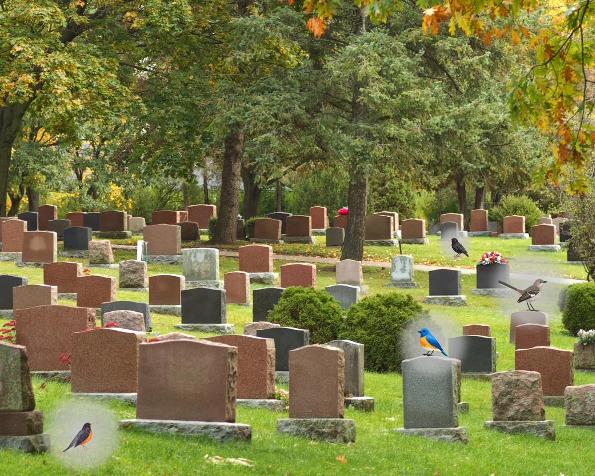 Cemetary photo with cartoon birds on headstones.