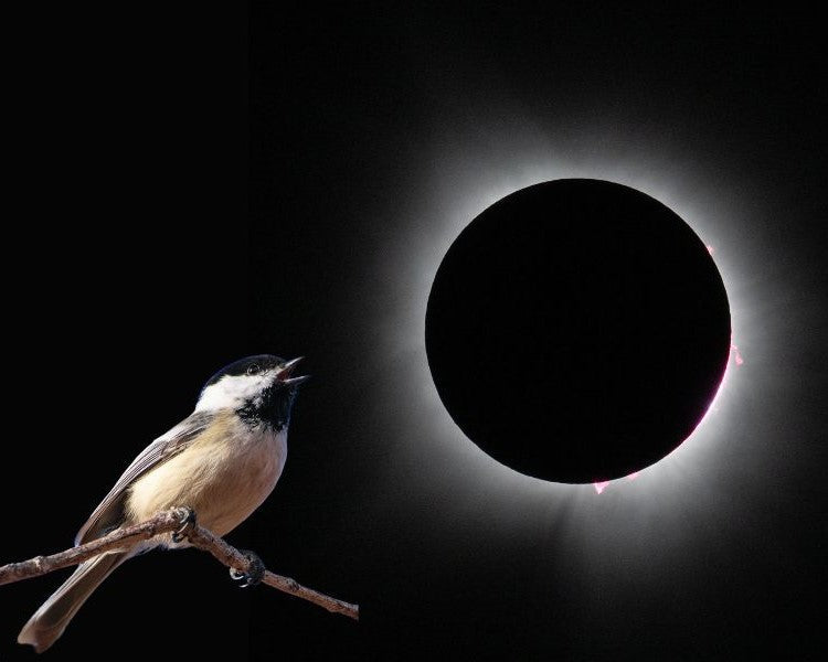 Press Release: Eclipse Study