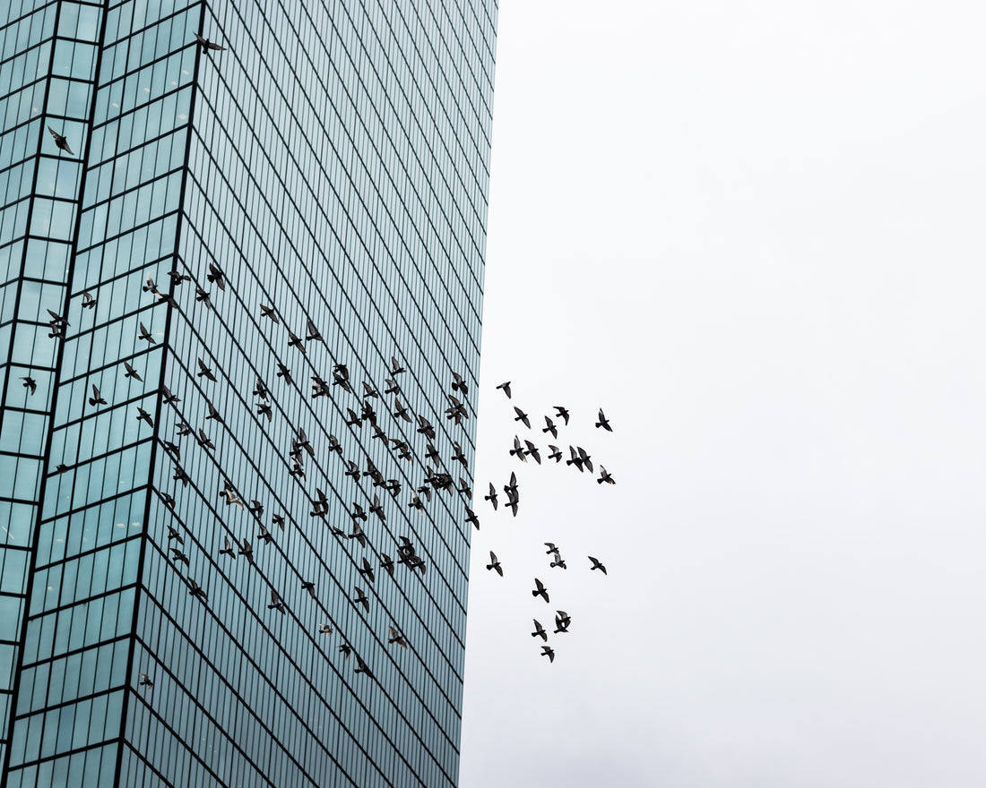 City birds