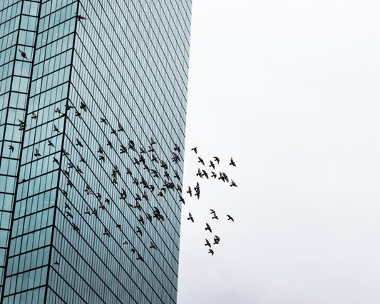 City birds