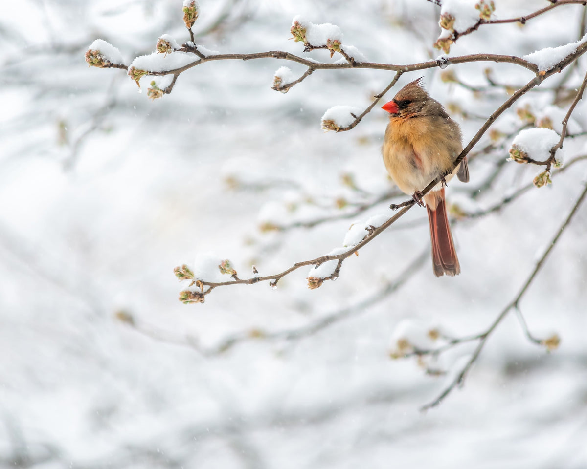 Female Northern Cardinal in the snow