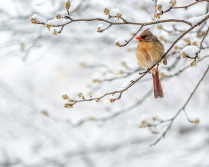 Female Northern Cardinal in the snow