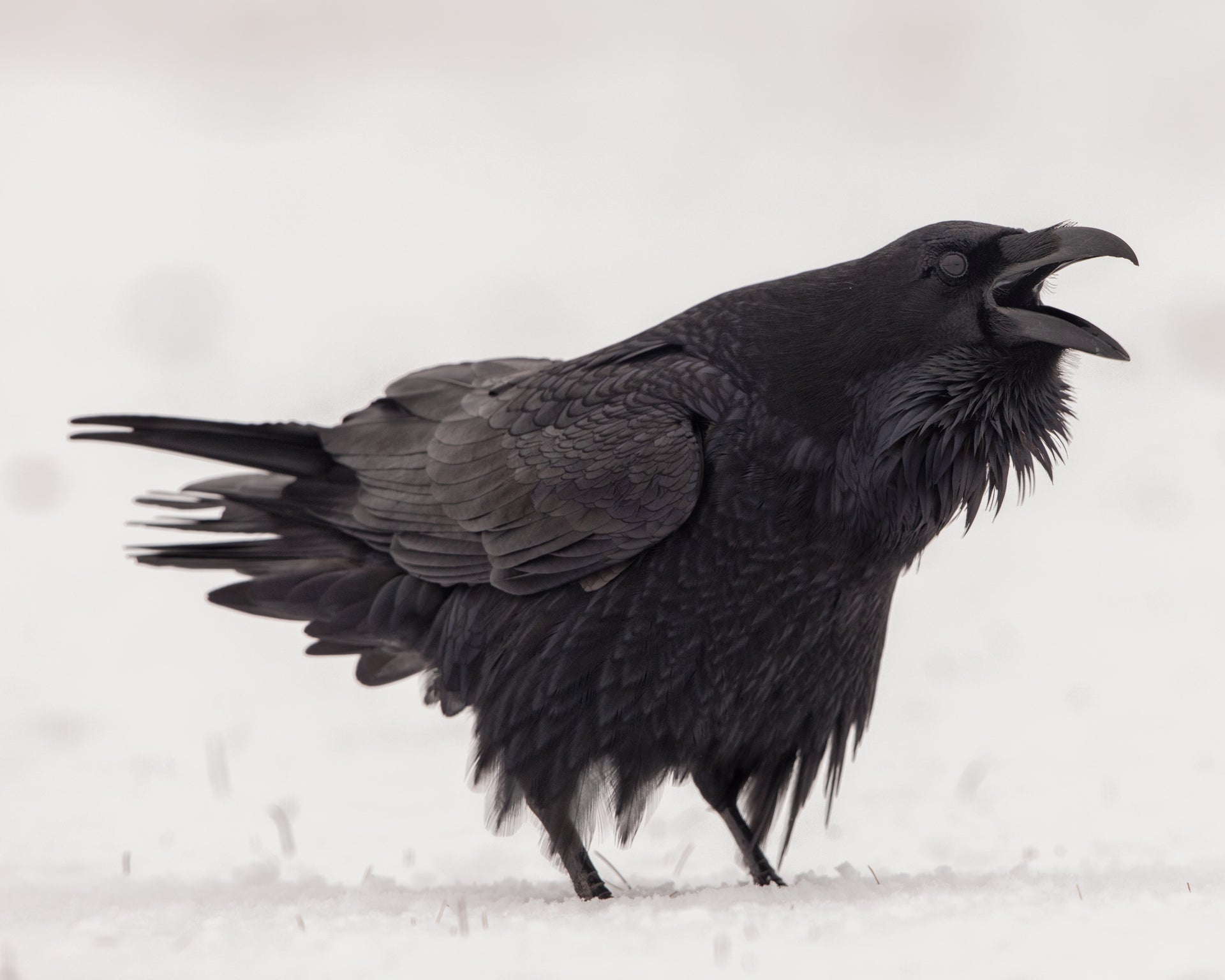 Common Raven photo