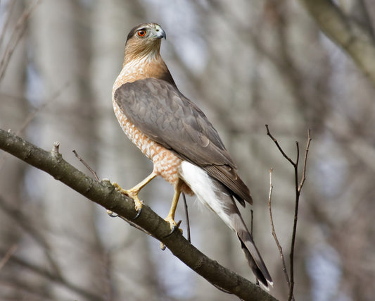 Cooper's Hawk