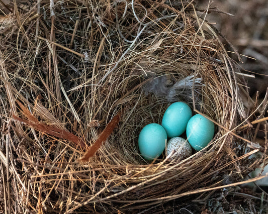 Image of bird nest with eggs