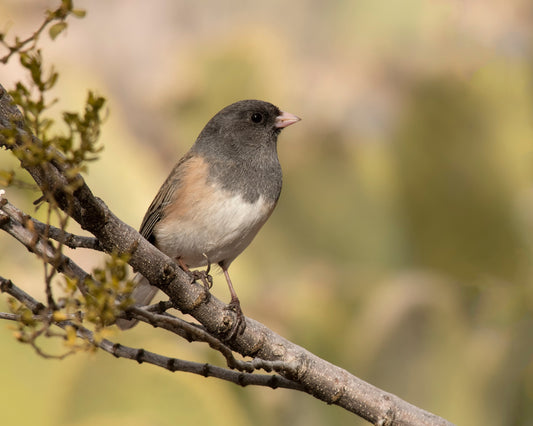 Dark-eyed Junco