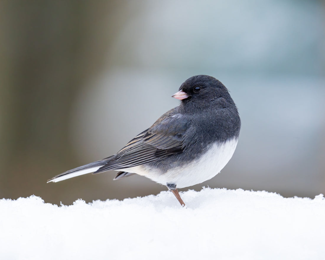 Dark-eyed Junco