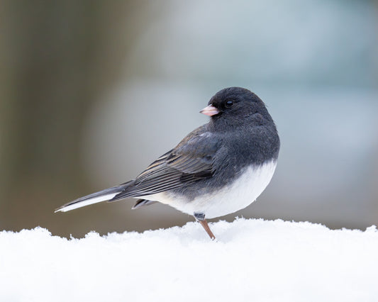 Dark-eyed Junco