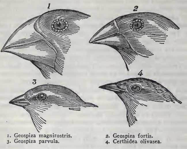 Image of bird beaks from Darwin's Voyage of the Beagle