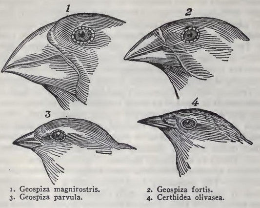 Image of bird beaks from Darwin's Voyage of the Beagle