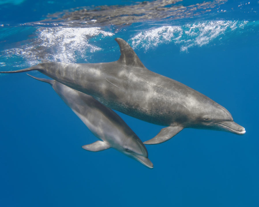 Bottlenose dolphin photo
