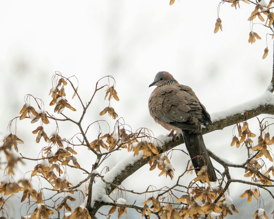 Perching dove in winter