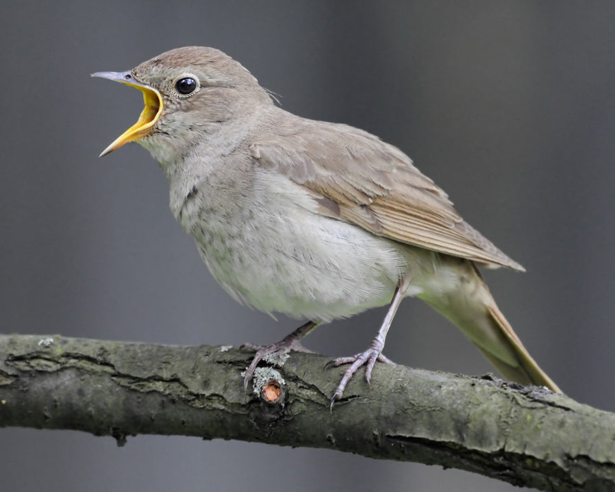 Common Nightingale