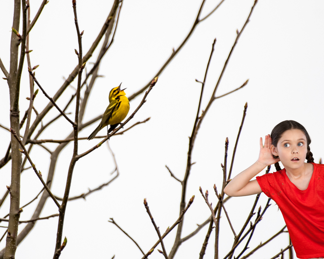 Resident Birds: Ear Birding