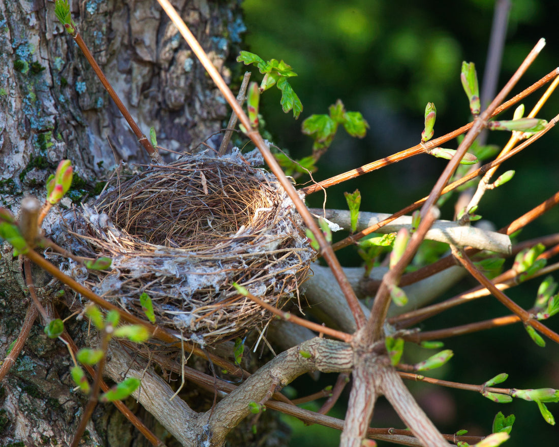 Empty bird nest
