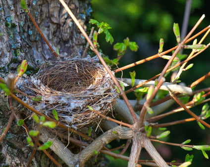 Empty bird nest