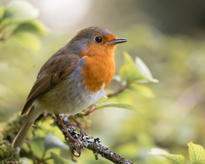 European Robin