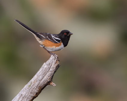 Towhee showing his rufous, black, brown and white feathers