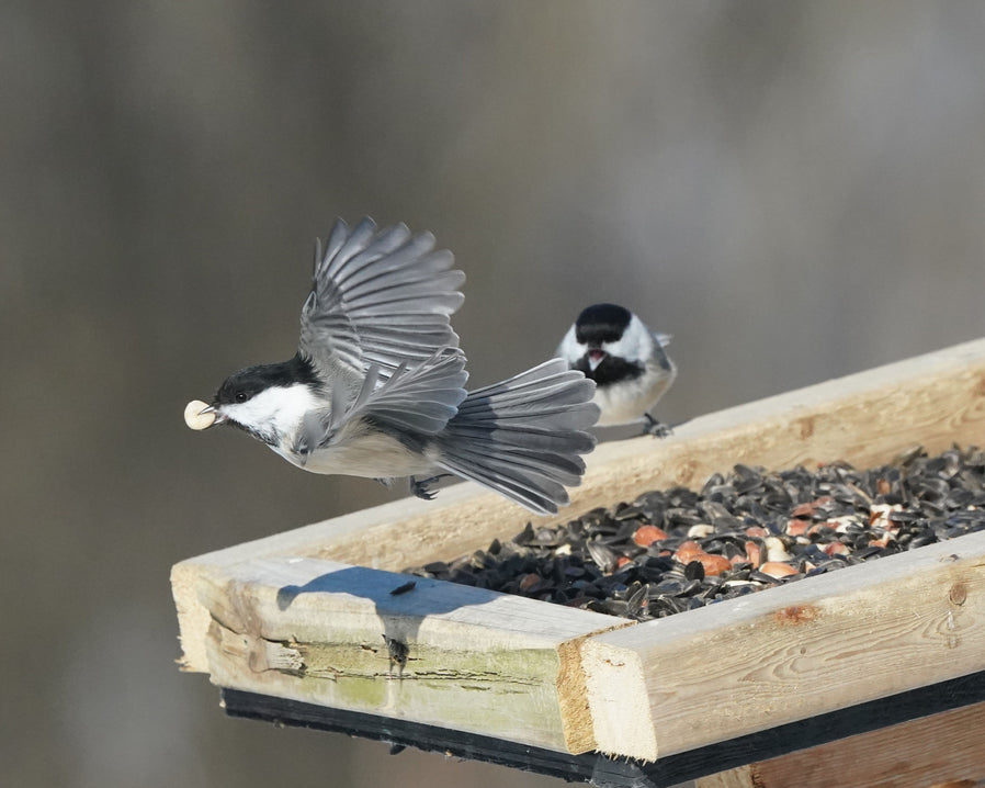 Birds at a feeder