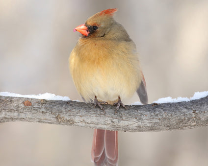 Female Northern Cardinal