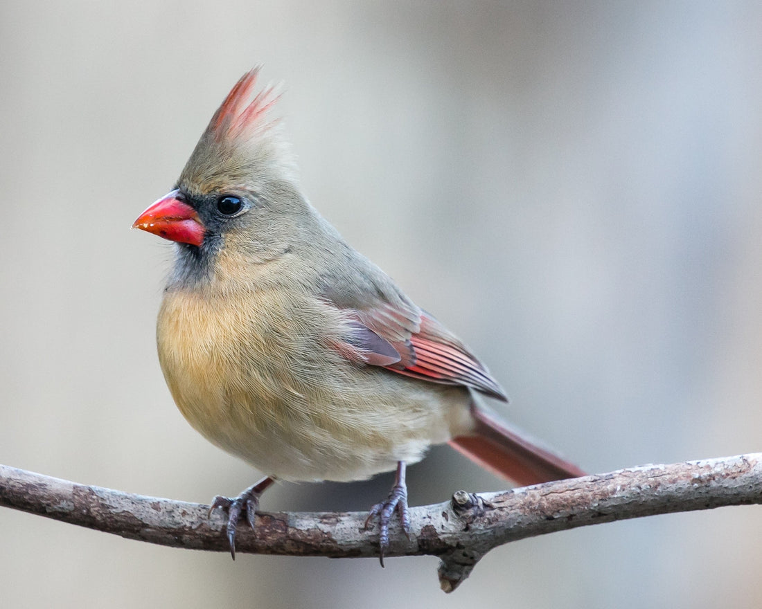 Female Northern Cardinal