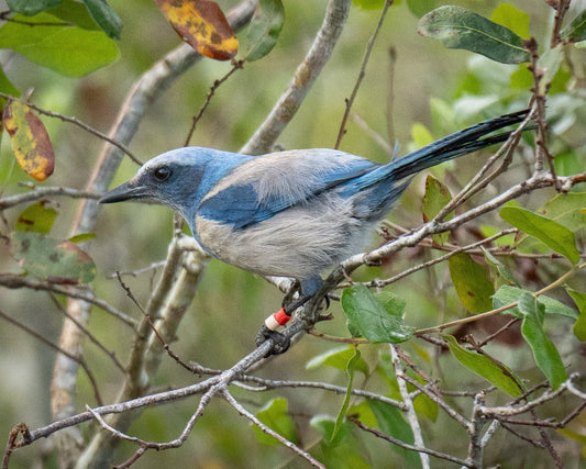 Image of Florida Scrub-Jay