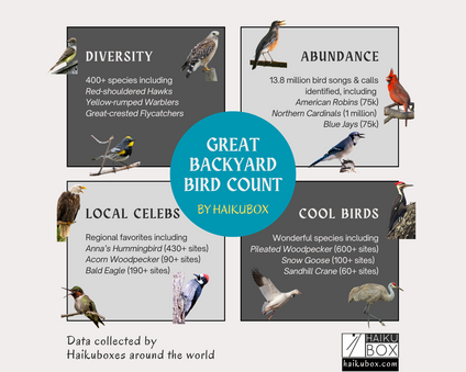 Backyard Birds