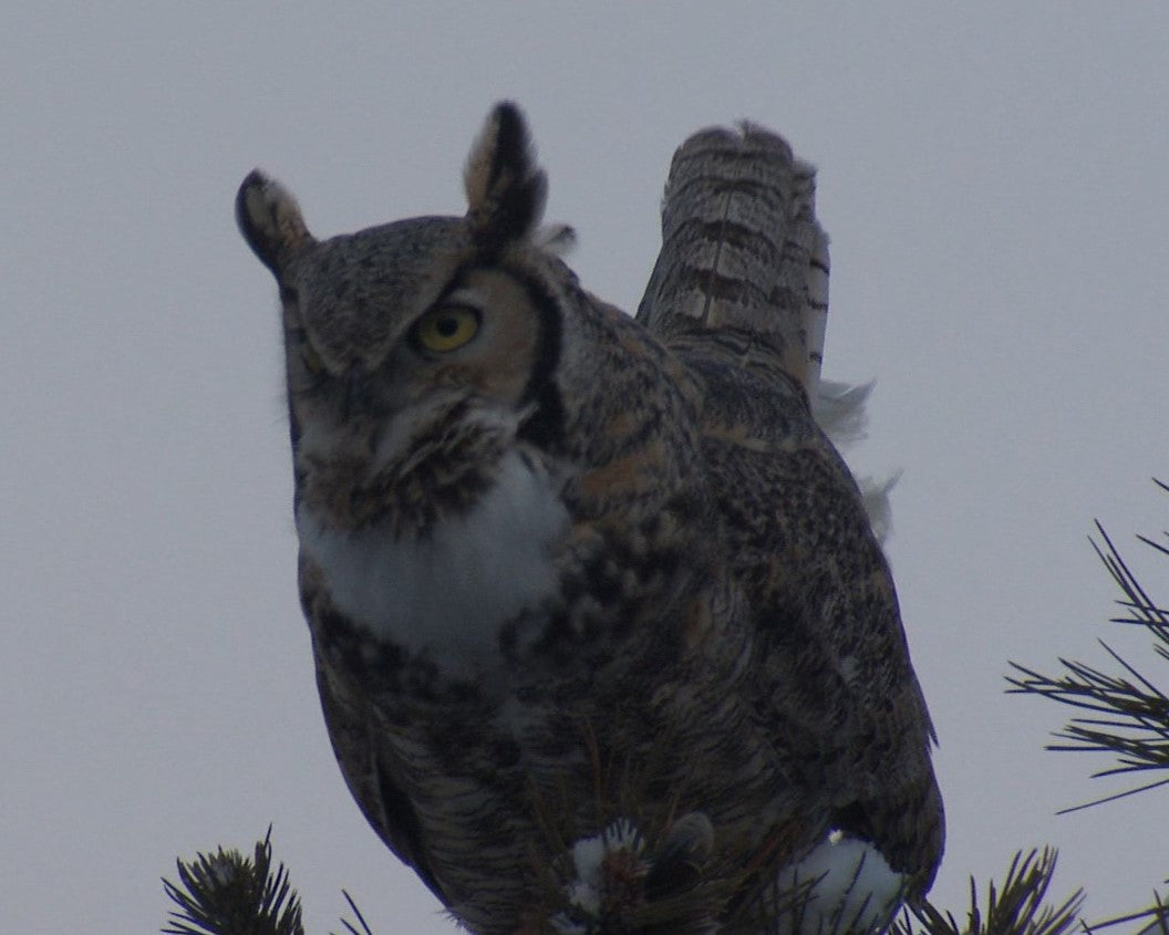 Singing Great Horned Owl in dim lighting