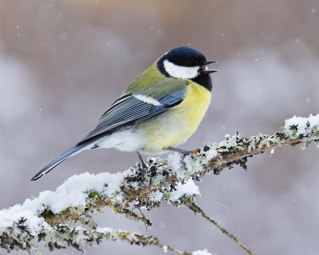 Photo of the Great Tit, a common European bird