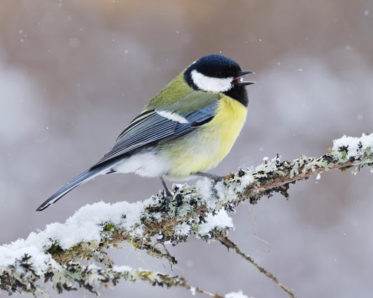 Photo of the Great Tit, a common European bird