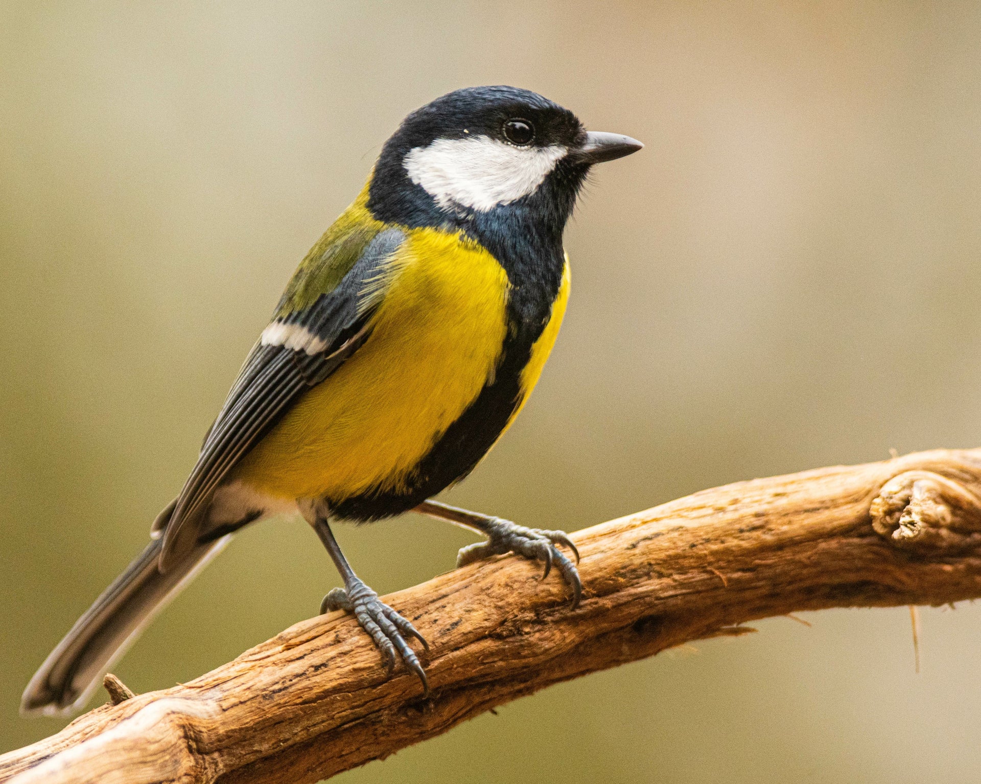 Great Tit