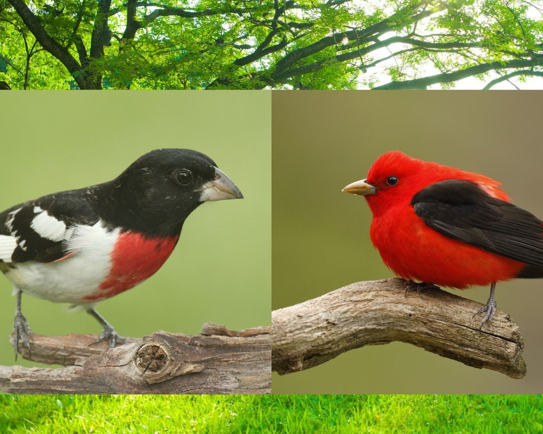 Hybrid Bird