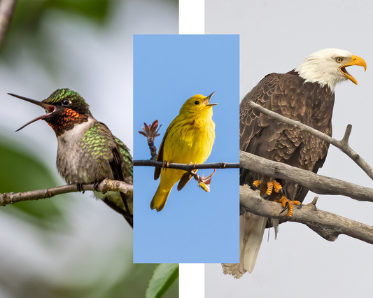 Collage of Ruby-throated Hummingbird, Yellow Warbler and Bald Eagle