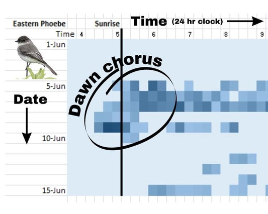 Heat map showing Eastern Phoebe's dawn chorus