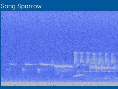 Spectrogram of a Song Sparrow