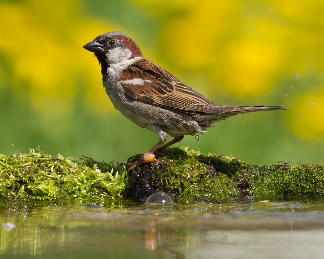 House Sparrow image