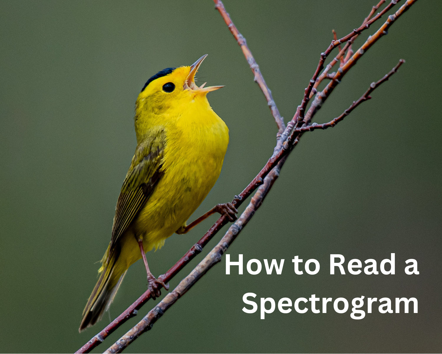 Spectrogram Tutorial Diagram How to Read a Spectrogram – Haikubox
