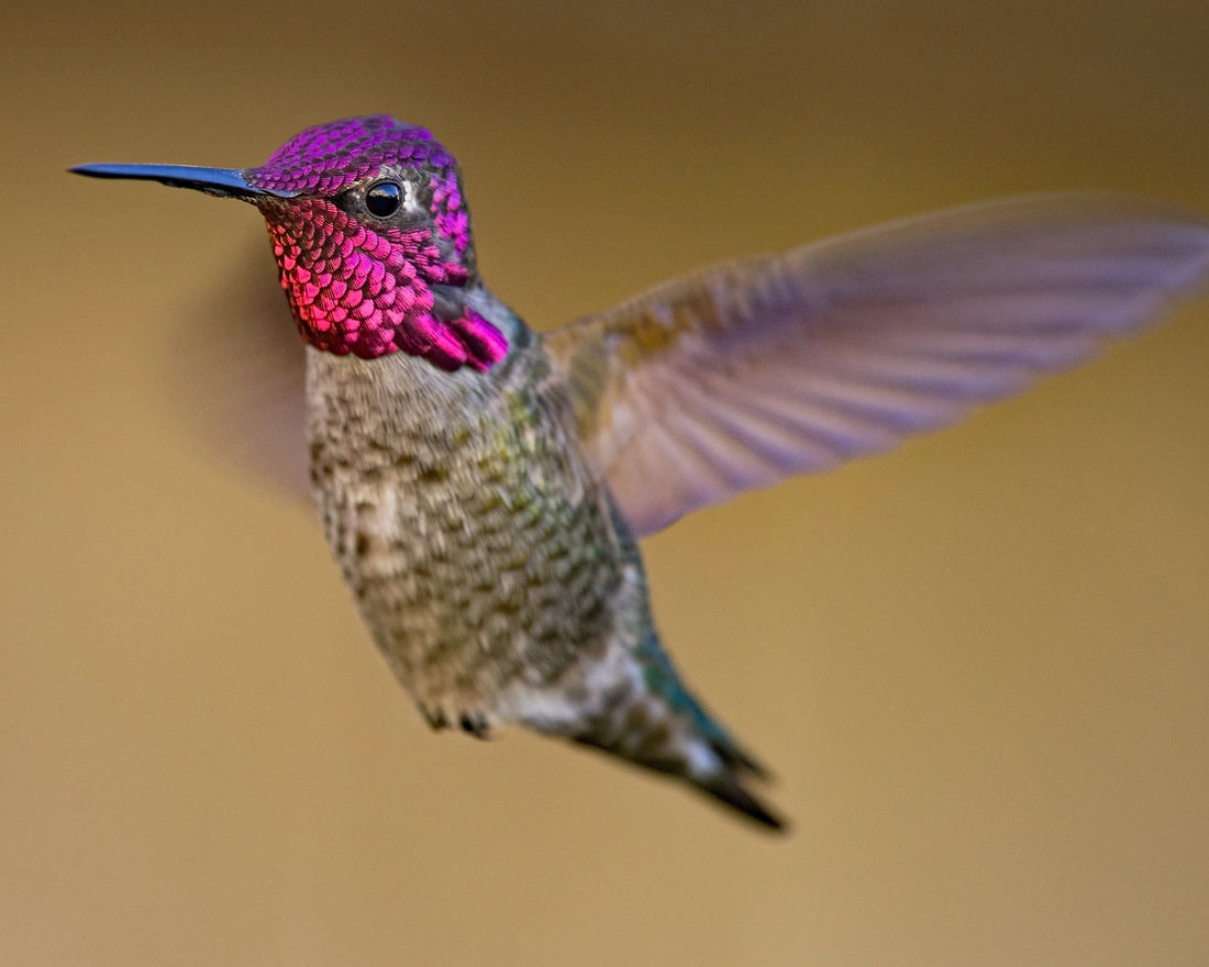 Anna's Hummingbird