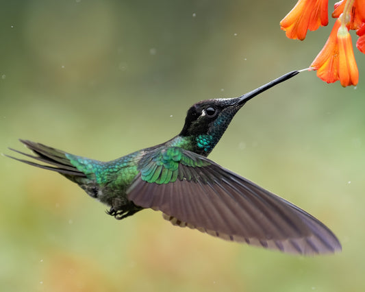 Hummingbird sipping nectar