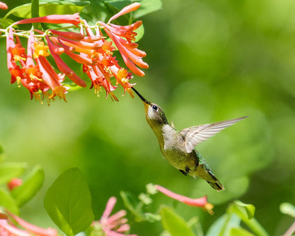 Hummingbird feeding from native coral honeysuckle