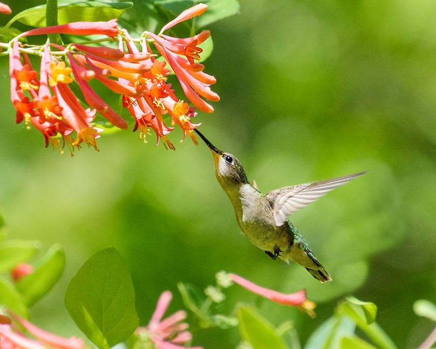 Hummingbird feeding from native coral honeysuckle